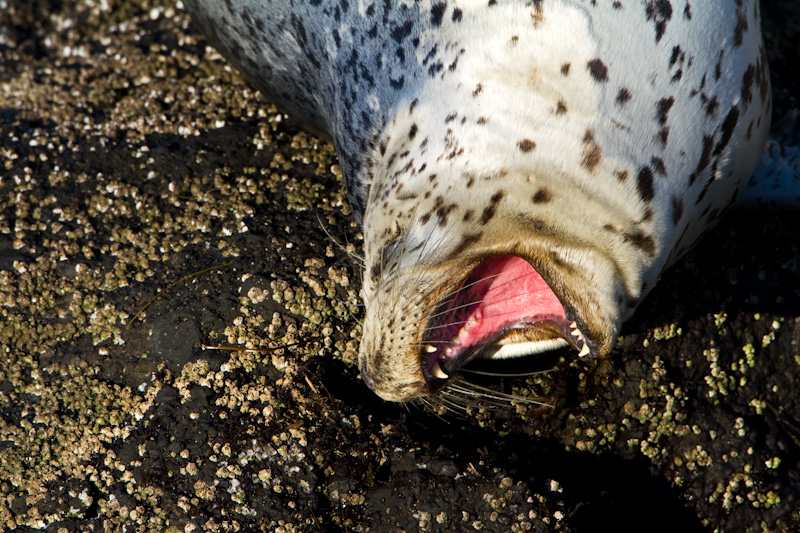 Harbor Seal